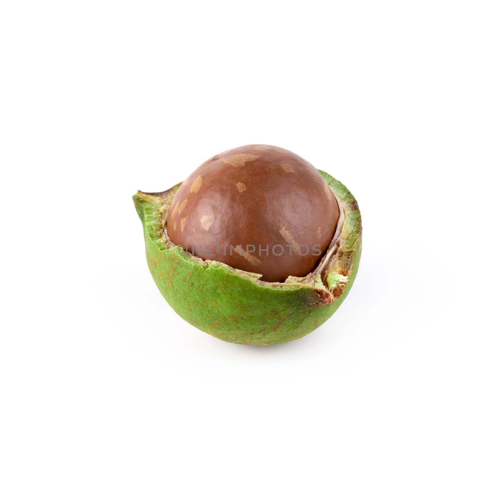 Fresh Macadamia nuts isolated on a white background.