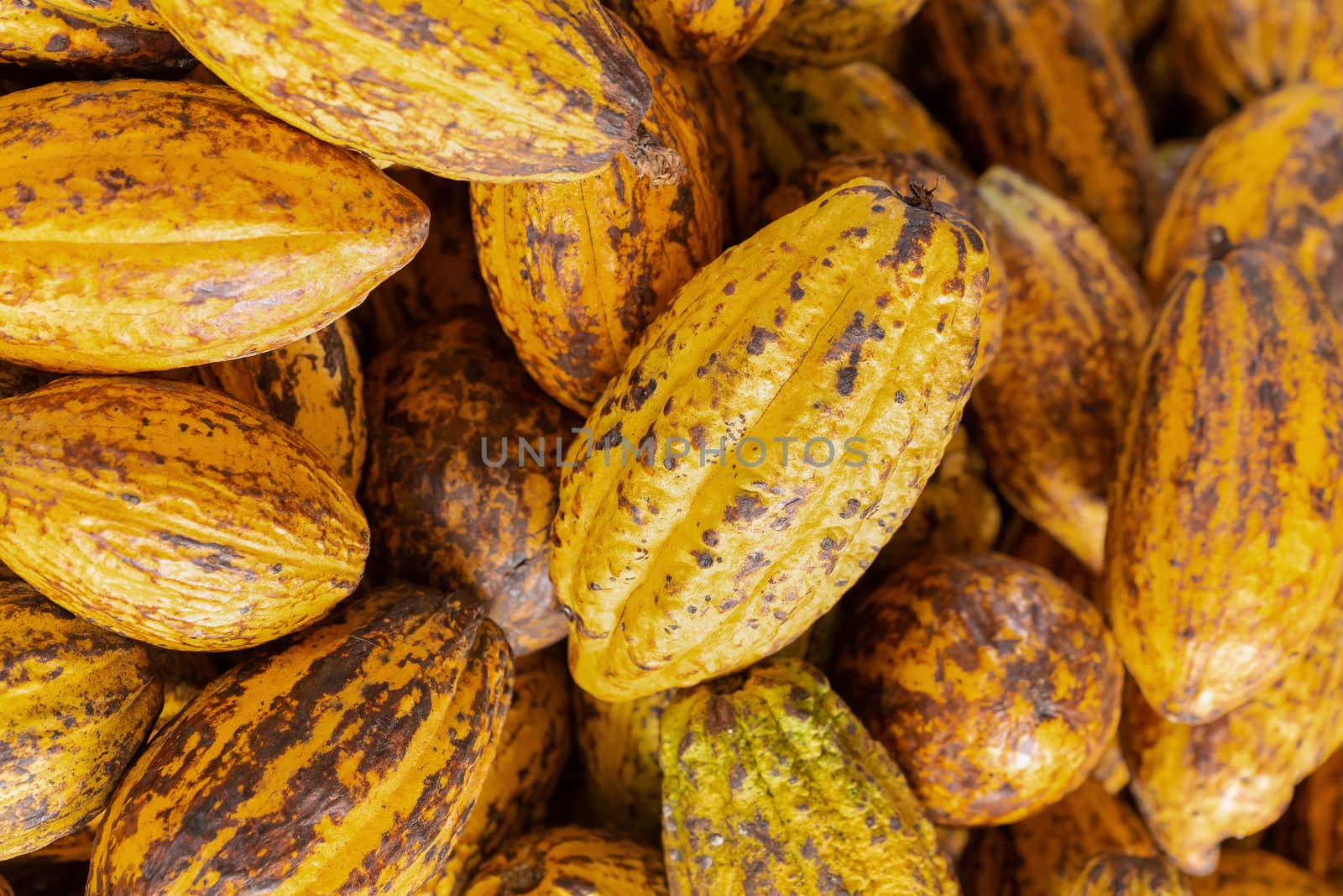 Cacao fruit, raw cacao beans and Cocoa pod background.