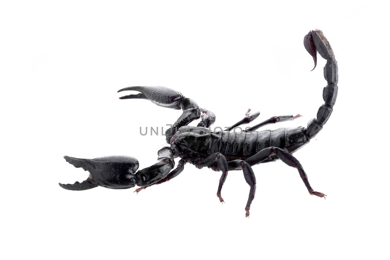 Black scorpions isolated on a white background.