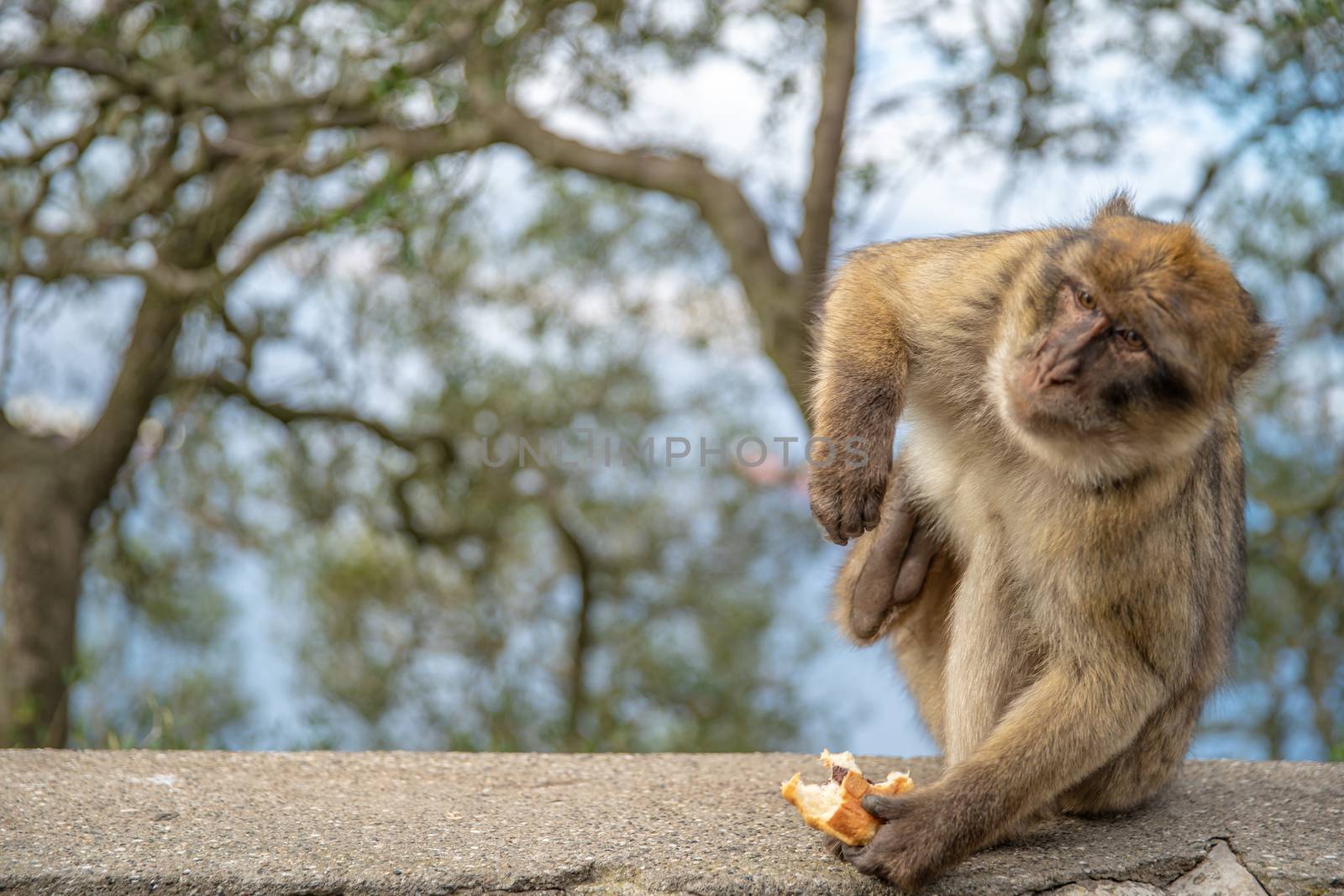 feeding monkeys by tourists in a nature reserve.