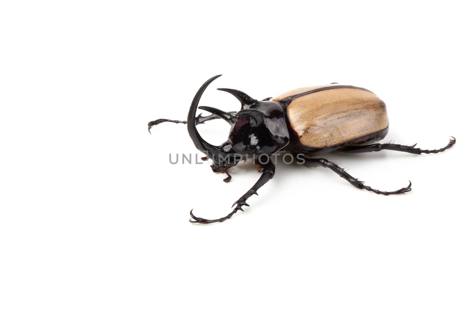 Yellow Five-horned rhinoceros beetle isolated on white backgroun by kaiskynet