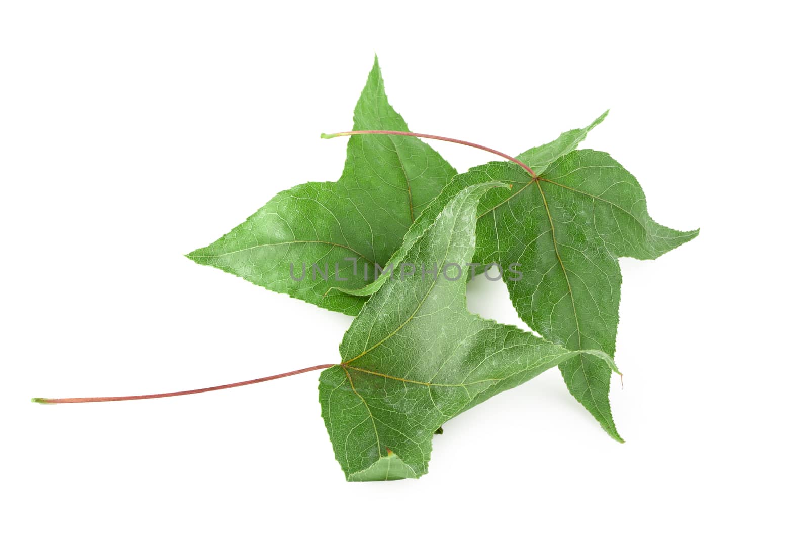 Dried maple leaves isolated on white background.