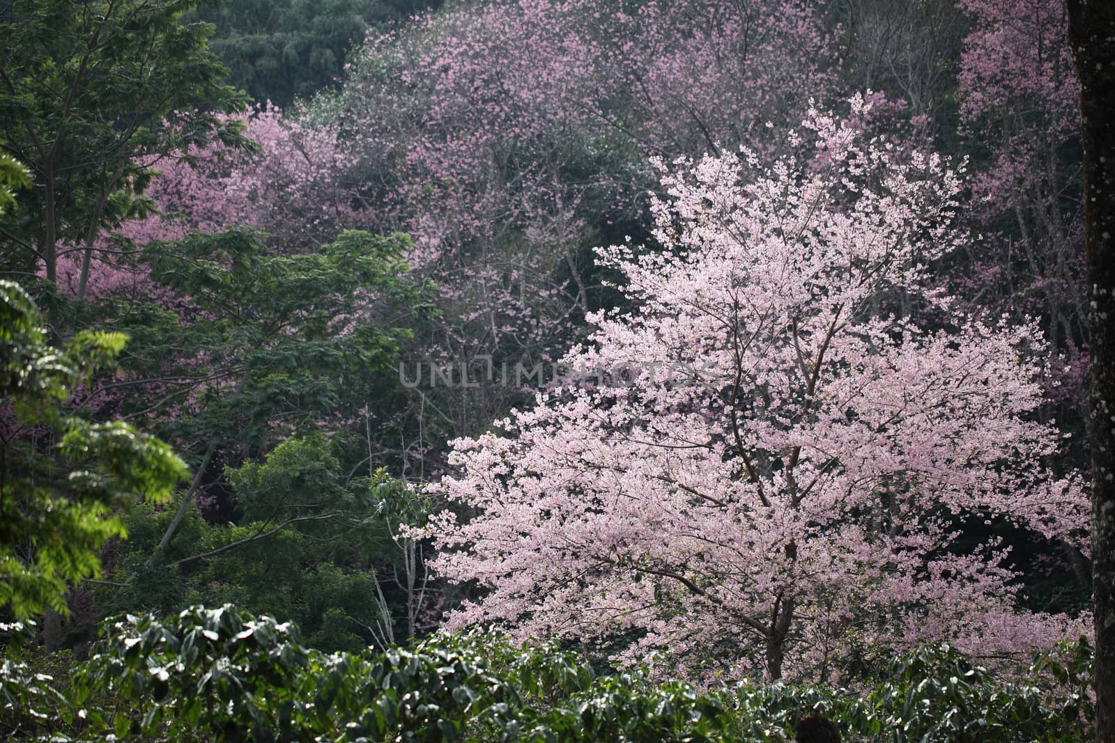 Cherry blossom , pink sakura flower in forest by piyato