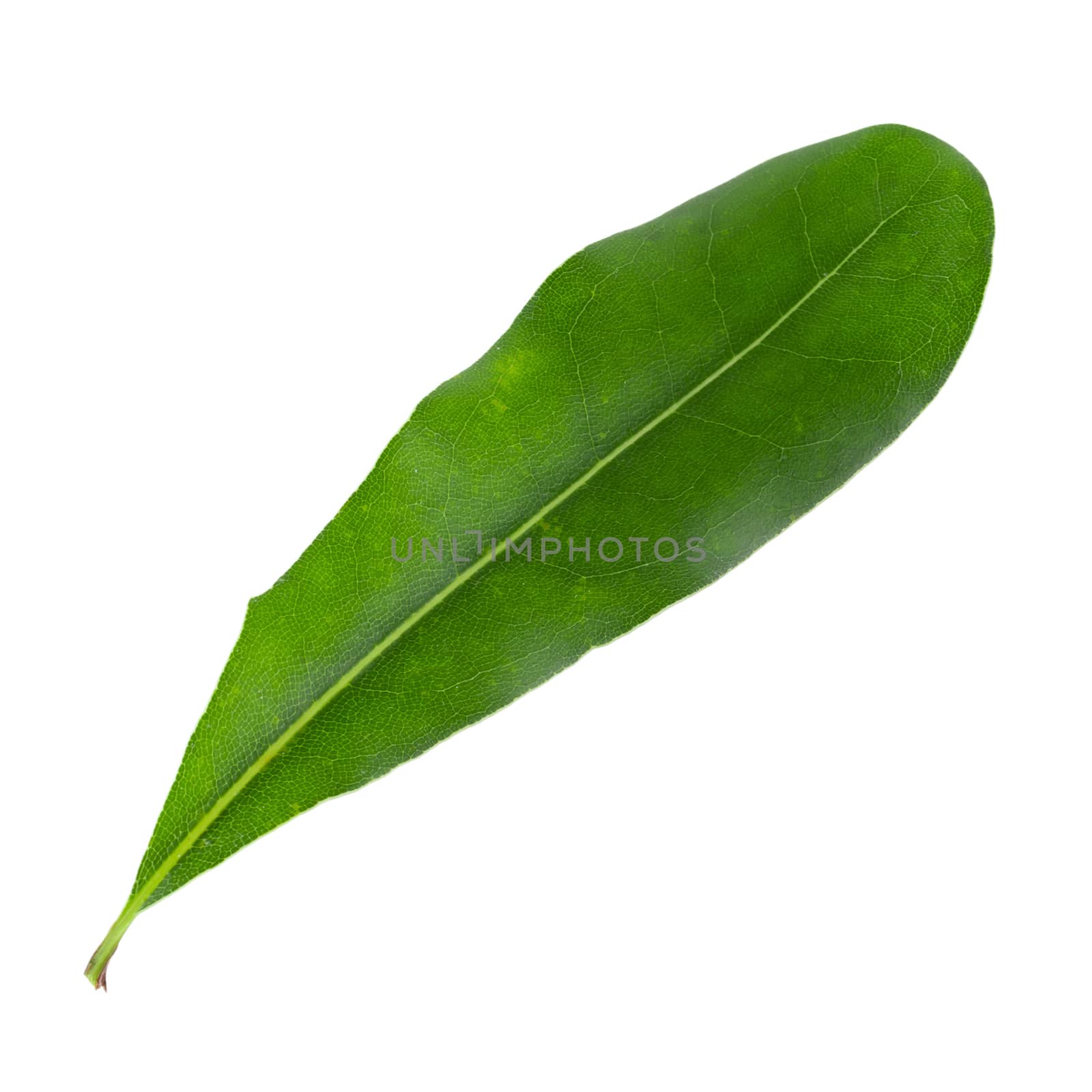 Green Macadamia leaves isolated on a white background.