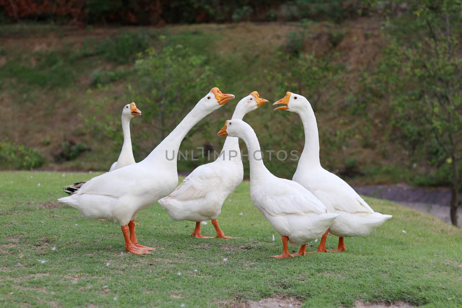 A flock of white goose with a orange beak Standing on the lawn. by Eungsuwat