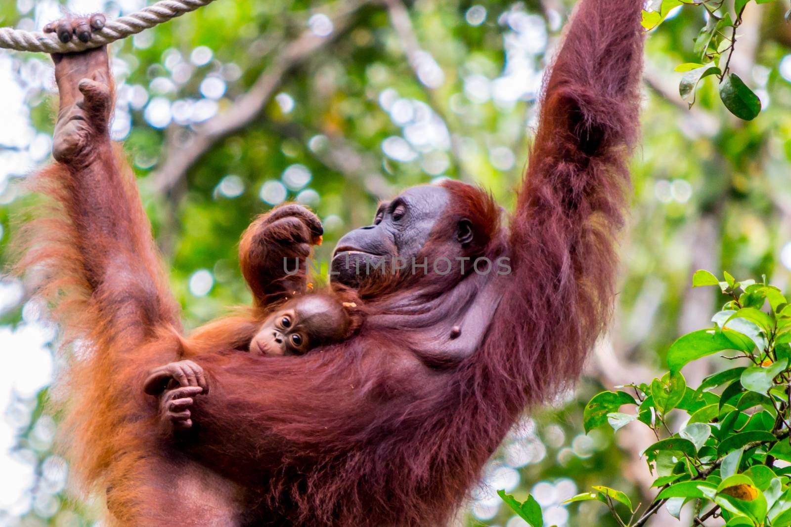 Orangutan hanging in a tree in the jungle of Borneo, holding a baby. Animal wildlife