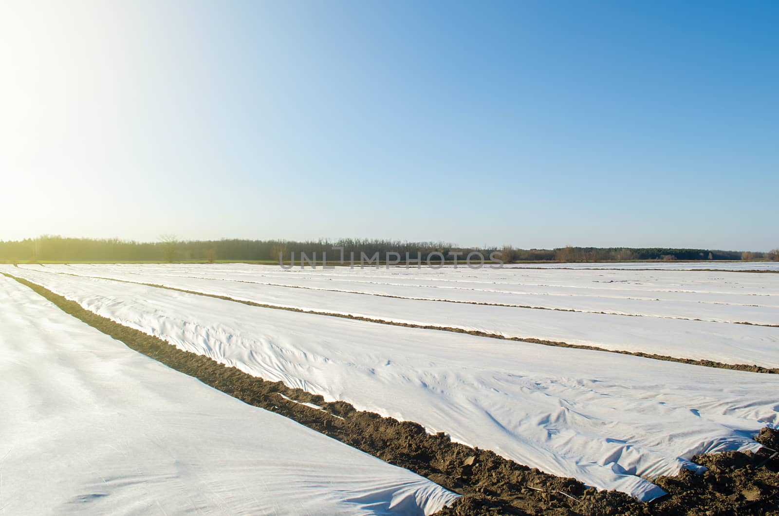 Potato plantations in early spring fields covered with spunbond agrofibre. Protection plants from daily temperature changes atmospheric effects. Greenhouse effect. Agricultural technologies in farming