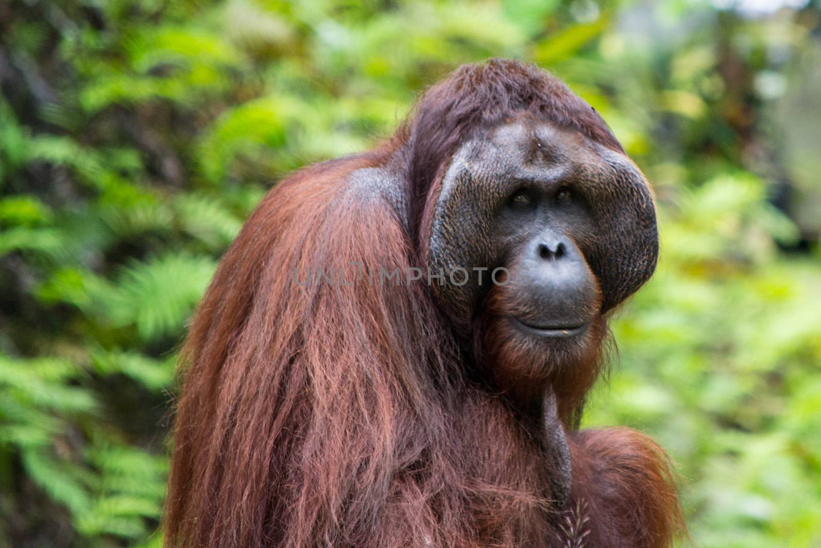 Orangutan, adult male, close-up of face and hair in the nature of Borneo, Malaysia (Sarawak Kuching region). Animal Wildlife.