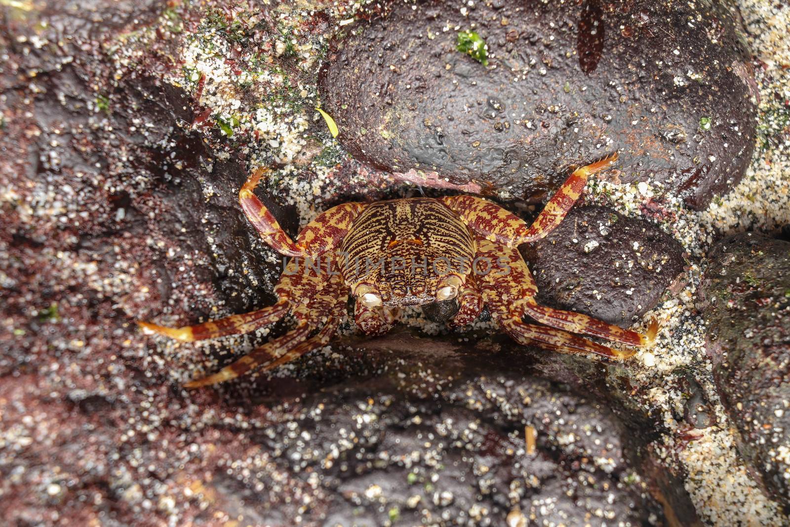 A Sally lightfoot crab walks across rocks in the Bali Islands, Indonesia. Grapsus grapsus Sally lightfoot crab on black lava rock. Red lightfoot crabs on black stone. Beautiful sea creature.