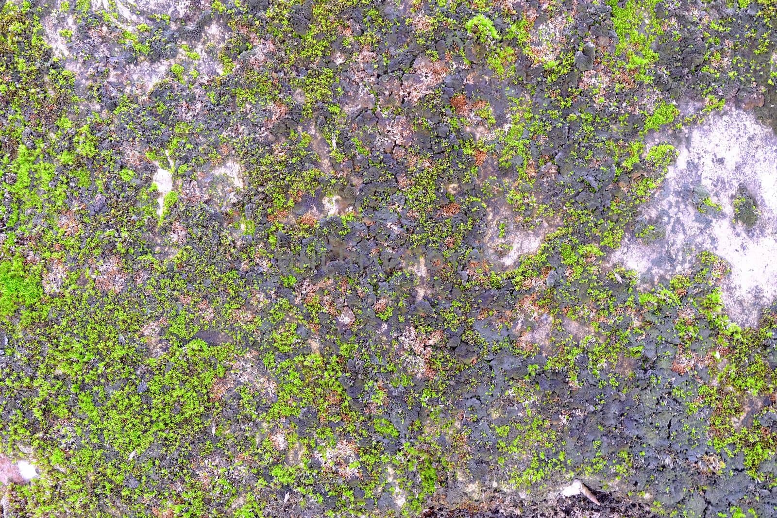 Ferns and Moss on Old Concrete Wall.