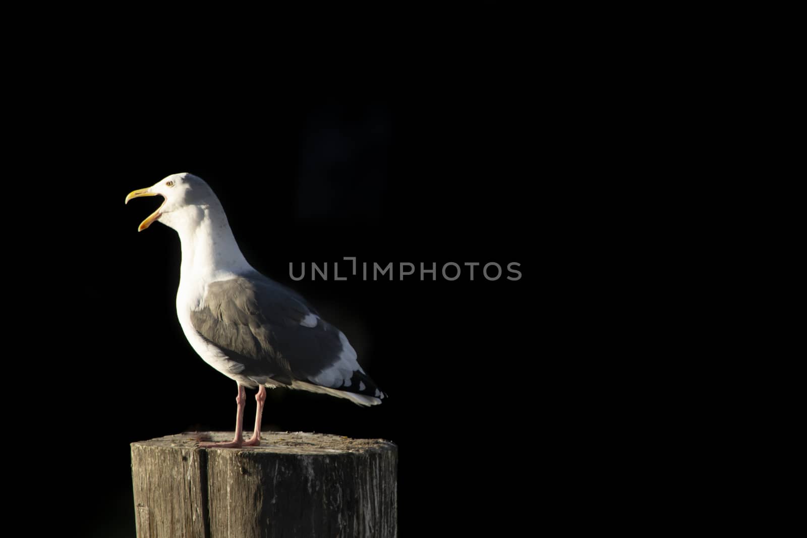 Seagull on pole on dark and black background by kb79