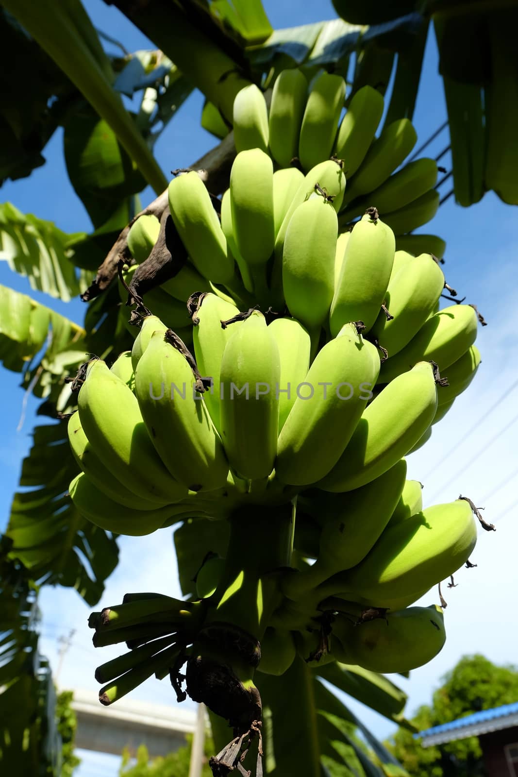 Low Angle View Of Banana Tree.