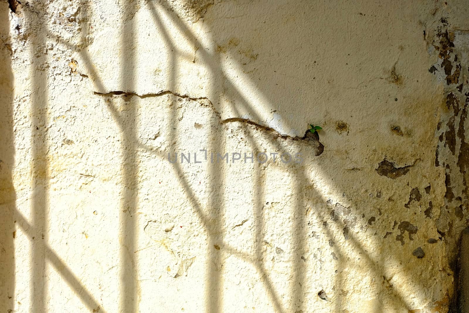 Shadow of Fence on Grunge Concrete Wall.