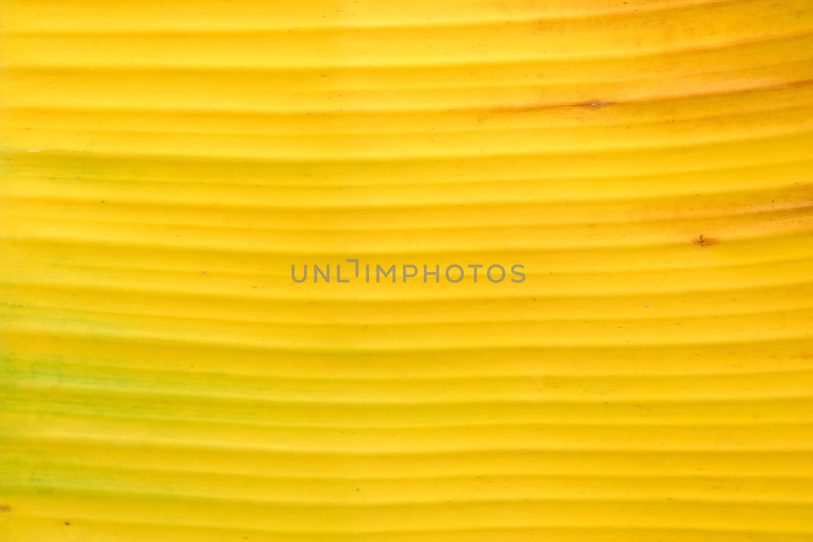 Yellow Banana Leaf Background.