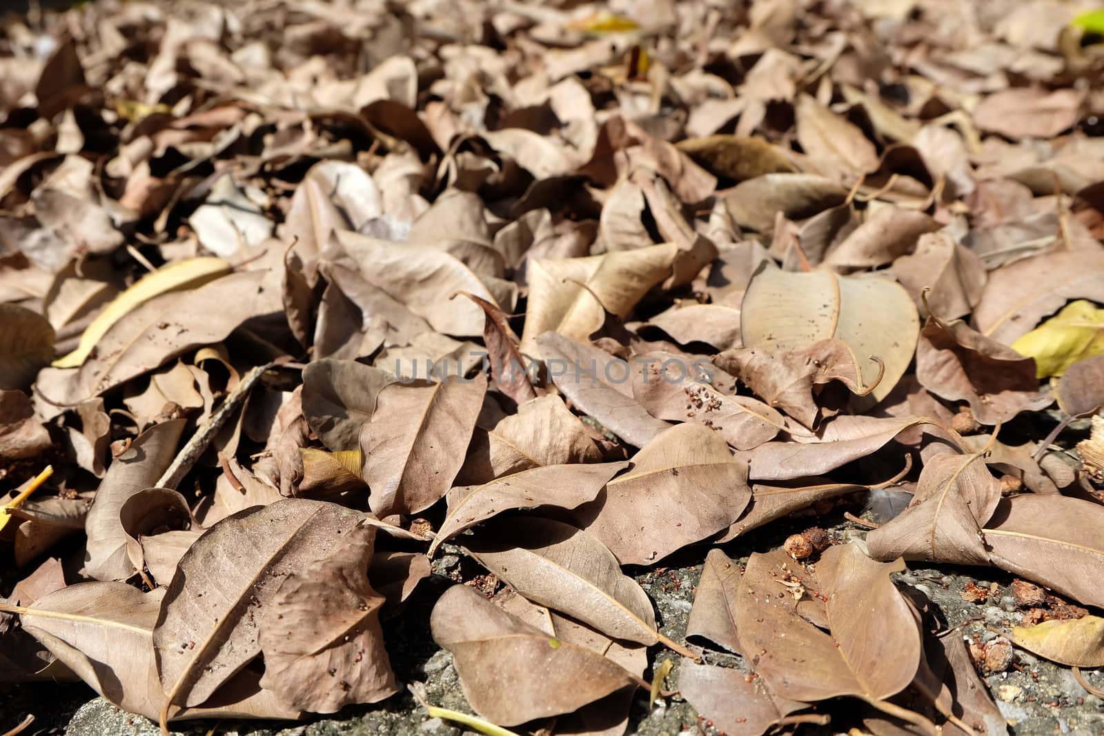 Close up Dried Leaves. by mesamong