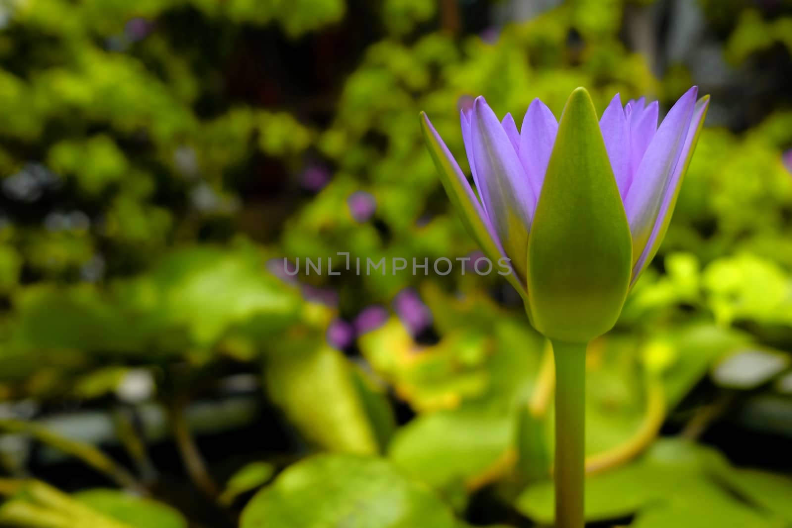 Lotus in Pond.