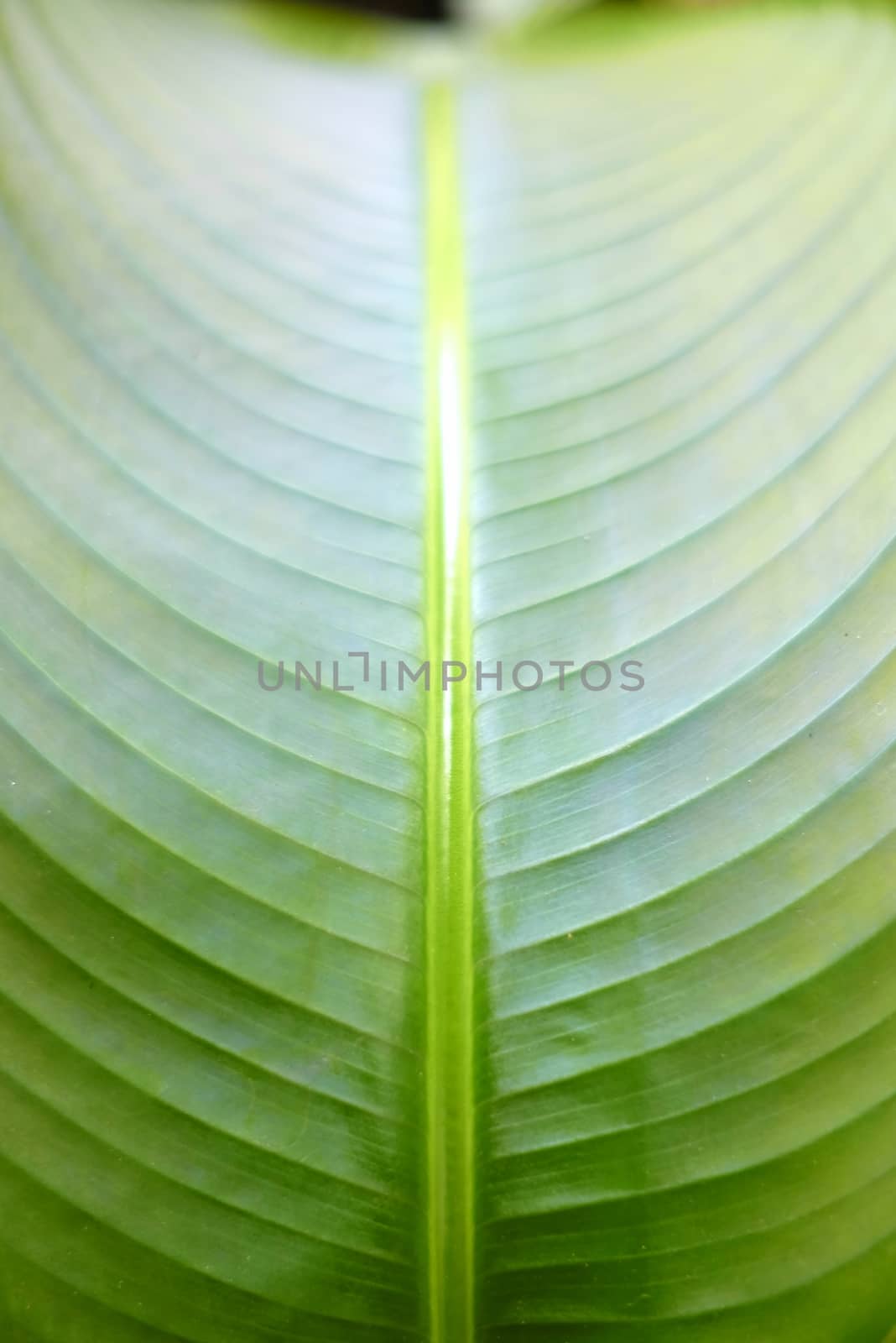 Close-up Green Leaf Background. (Selective Focus)