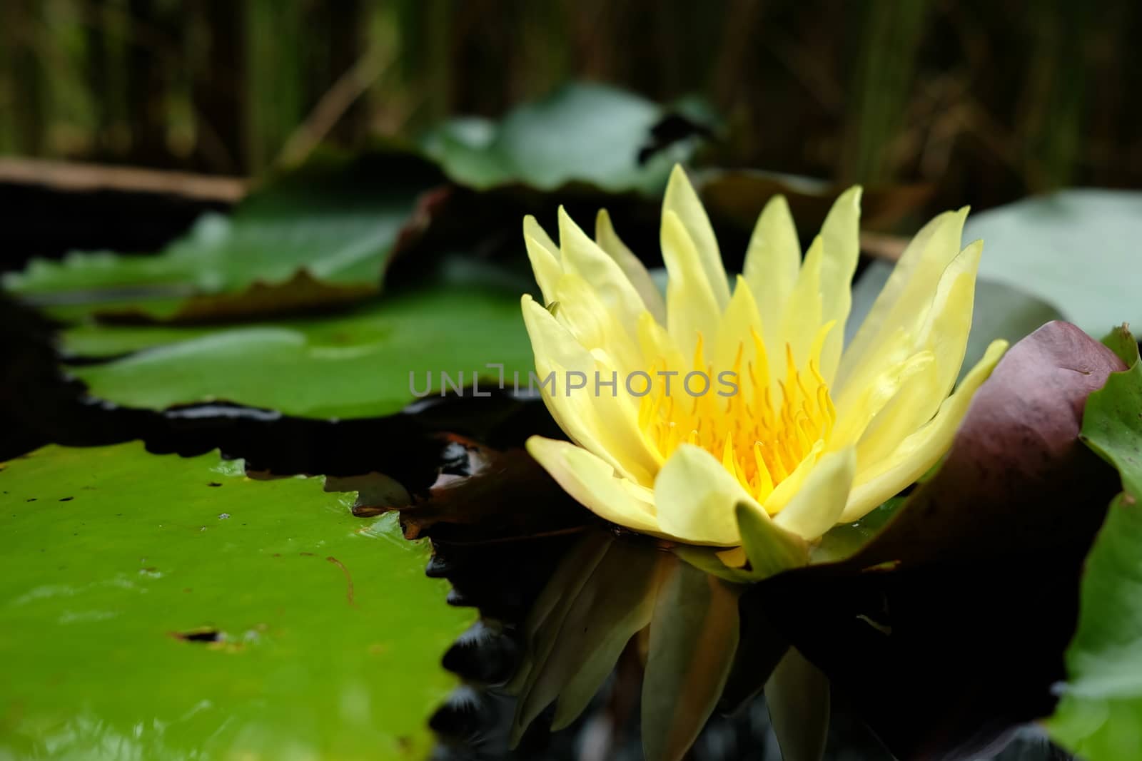 Close-up Yellow Lotus Flower with Reflection on Water Surface in Soft-Focus in The Background. (Selective Focus)