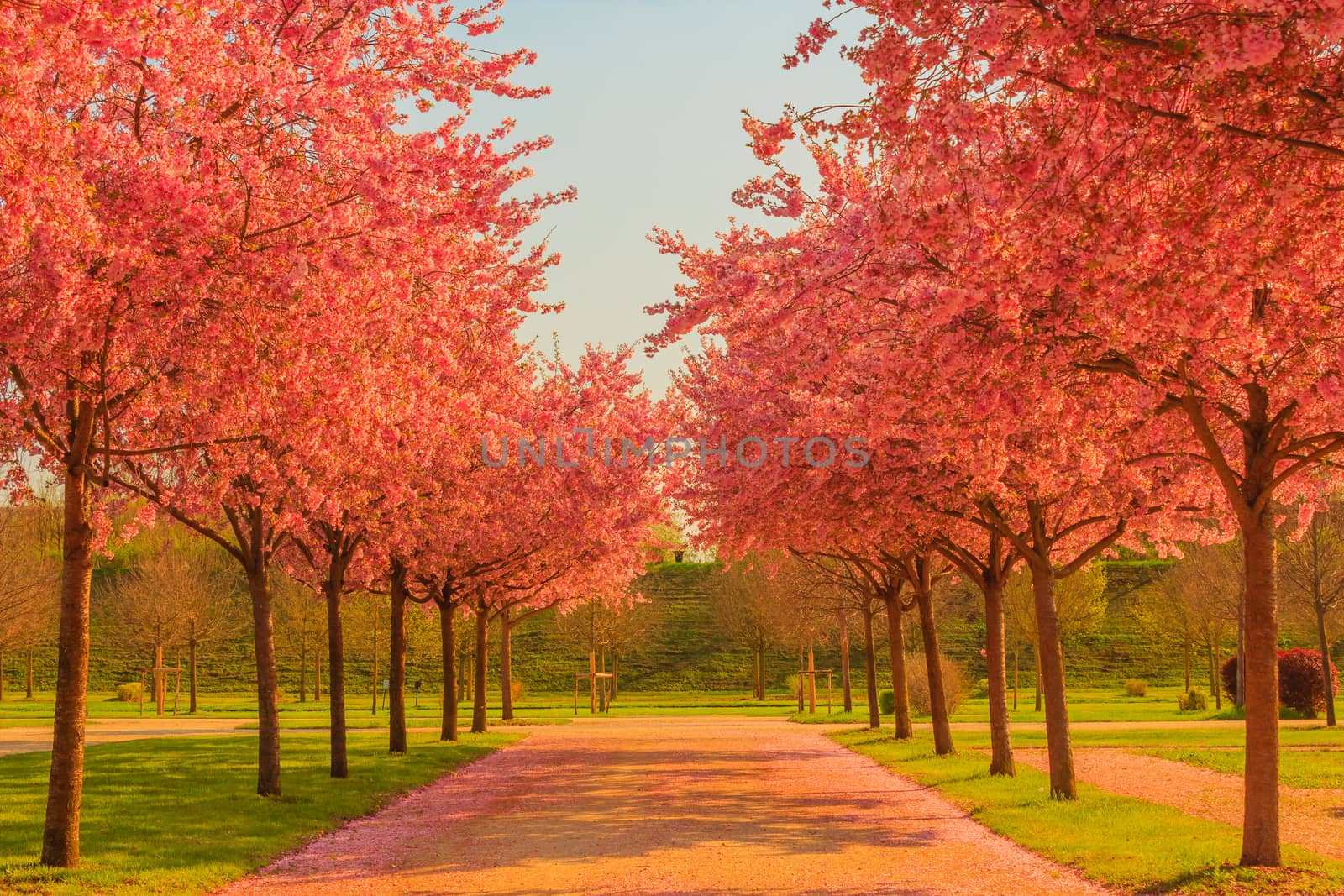 an avenue of blooming cherry trees by moorea