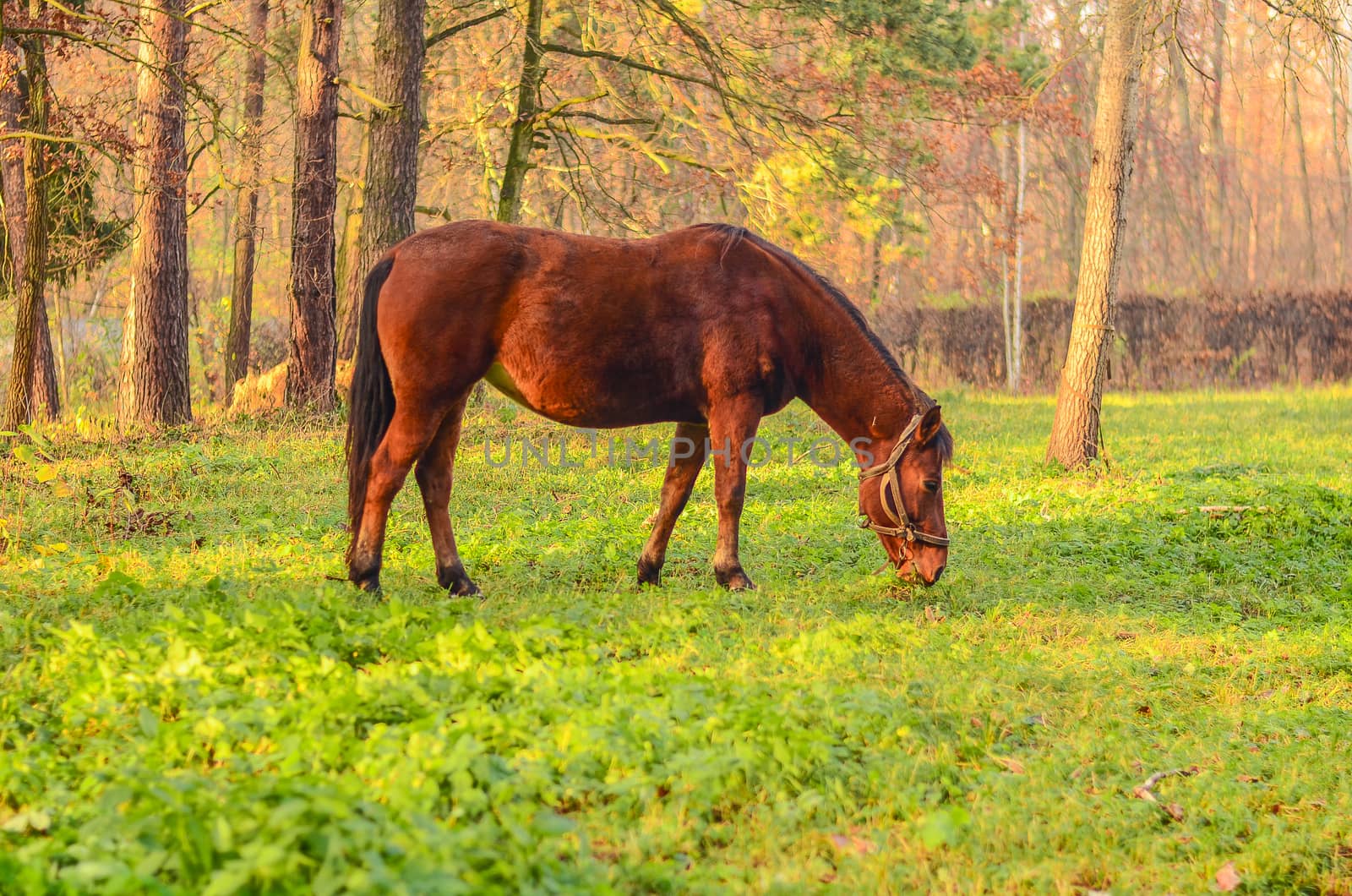 beautiful dark horse grazes on a green lawn near the autumn forest by chernobrovin