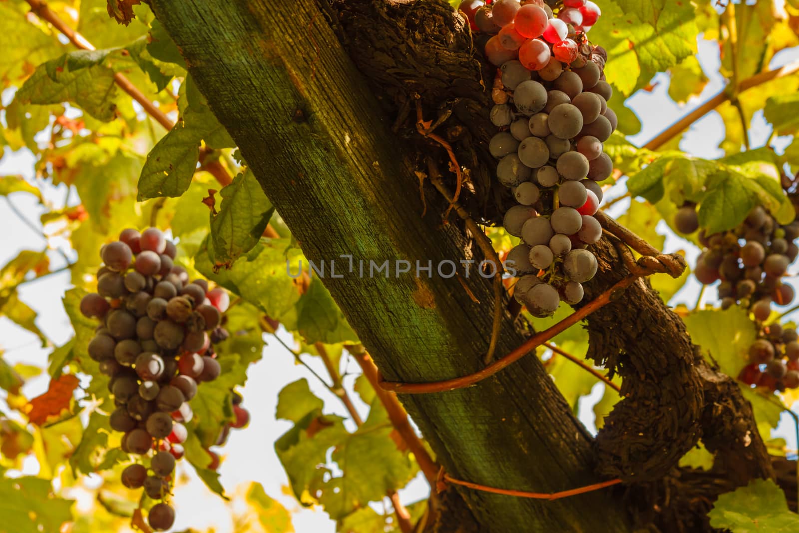 the geometric pattern of the grapevines