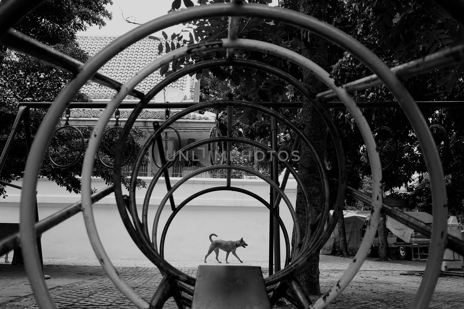 Dog Walking in Playground. (Black and White Style)