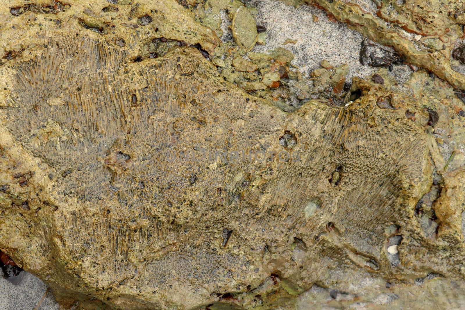 Fossilized sea animal on coast of Indian Ocean, Bali, Indonesia. Structure of sea coral fossil of yellow black color. Water in small recesses of coral. Sun's rays are reflected from the water surface.
