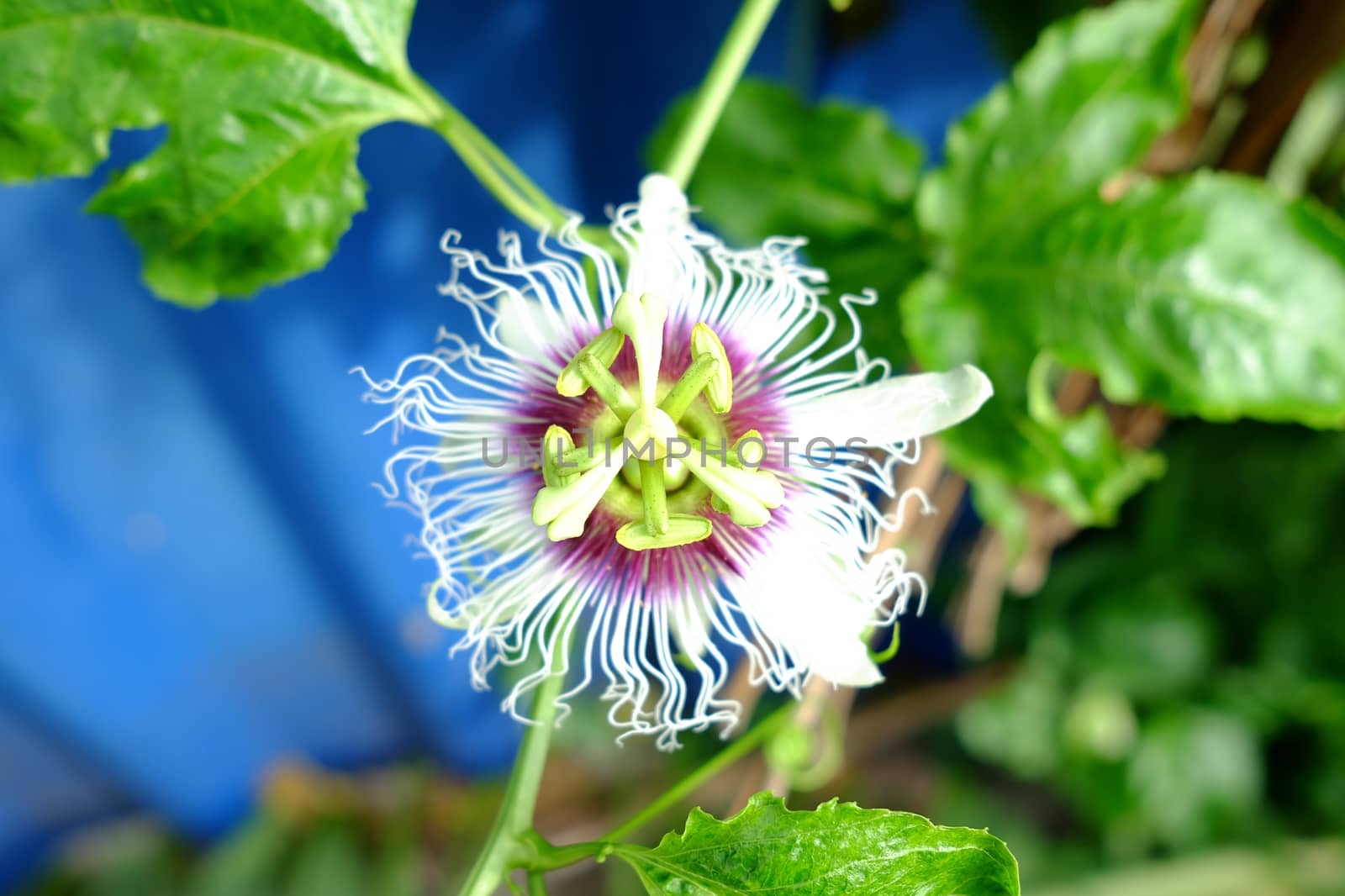 Passion Flower.