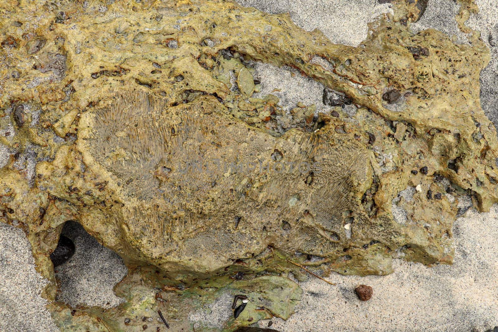 Fossilized sea animal on coast of Indian Ocean, Bali, Indonesia. Structure of sea coral fossil of yellow black color. Water in small recesses of coral. Sun's rays are reflected from the water surface.