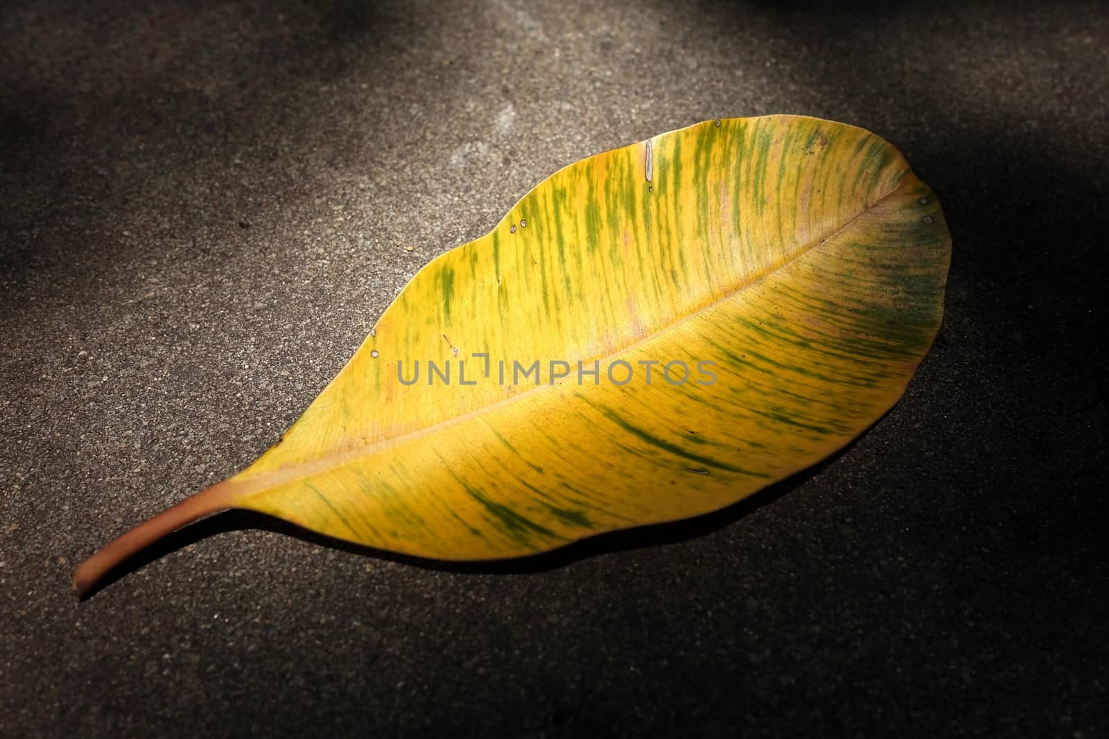 Dried Leaf on Ground with Sunlight Beam. by mesamong