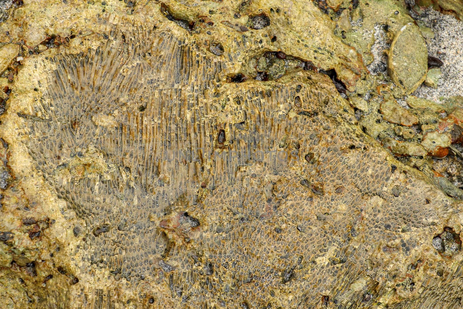 Fossilized sea animal on coast of Indian Ocean, Bali, Indonesia. Structure of sea coral fossil of yellow black color. Water in small recesses of coral. Sun's rays are reflected from the water surface.