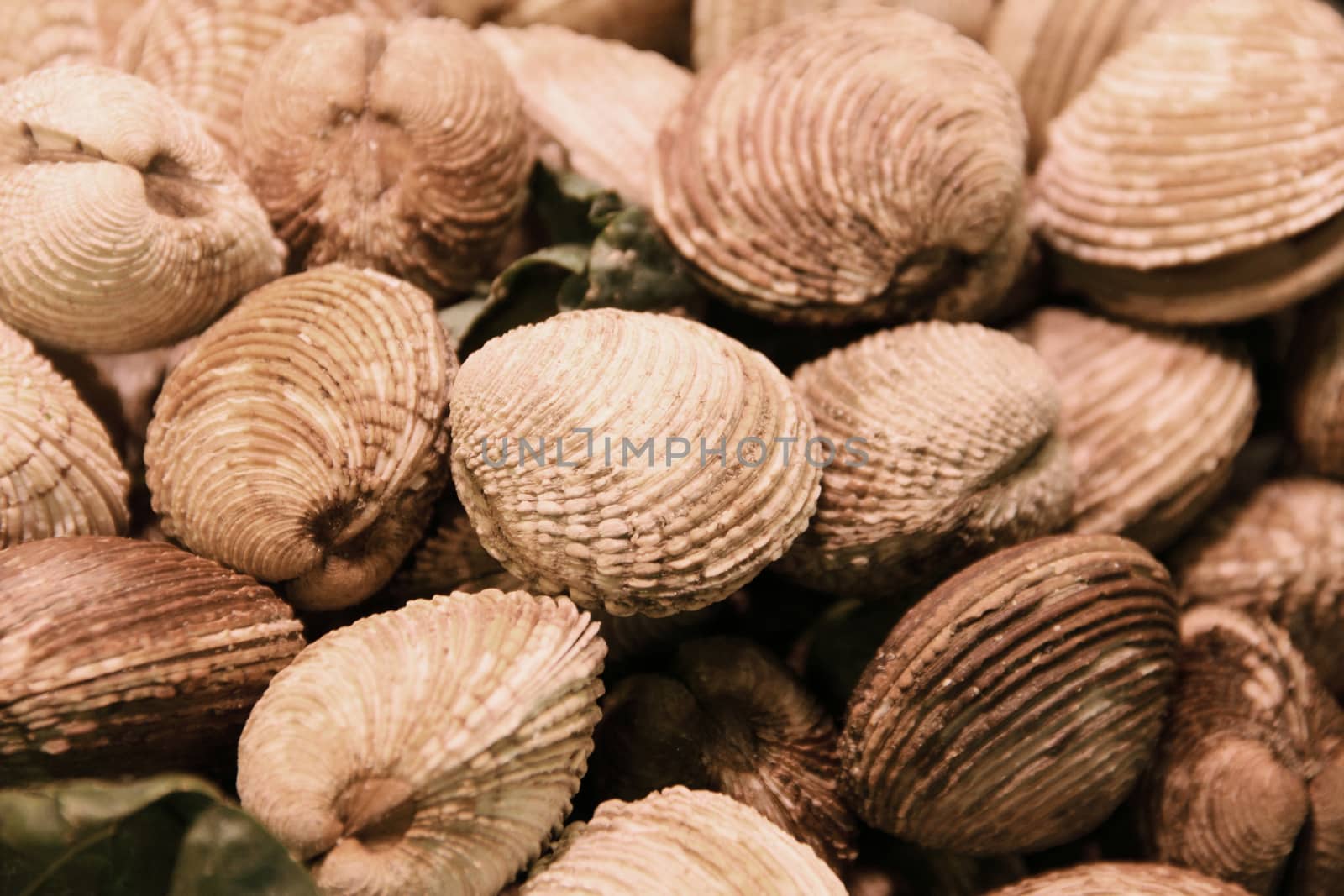 Raw fresh clams vongole seashells background close-up at market