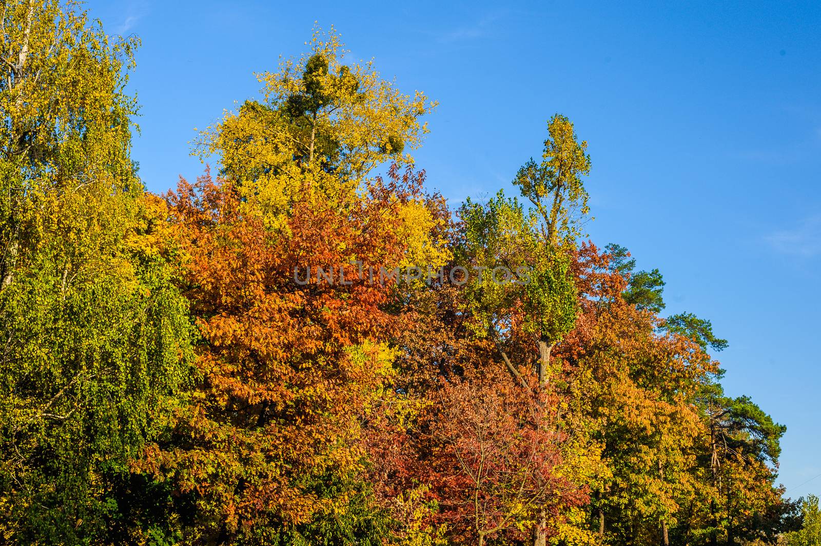 leaves on trees of yellow, red and green in the deciduous forest in autumn against a blue sky by chernobrovin