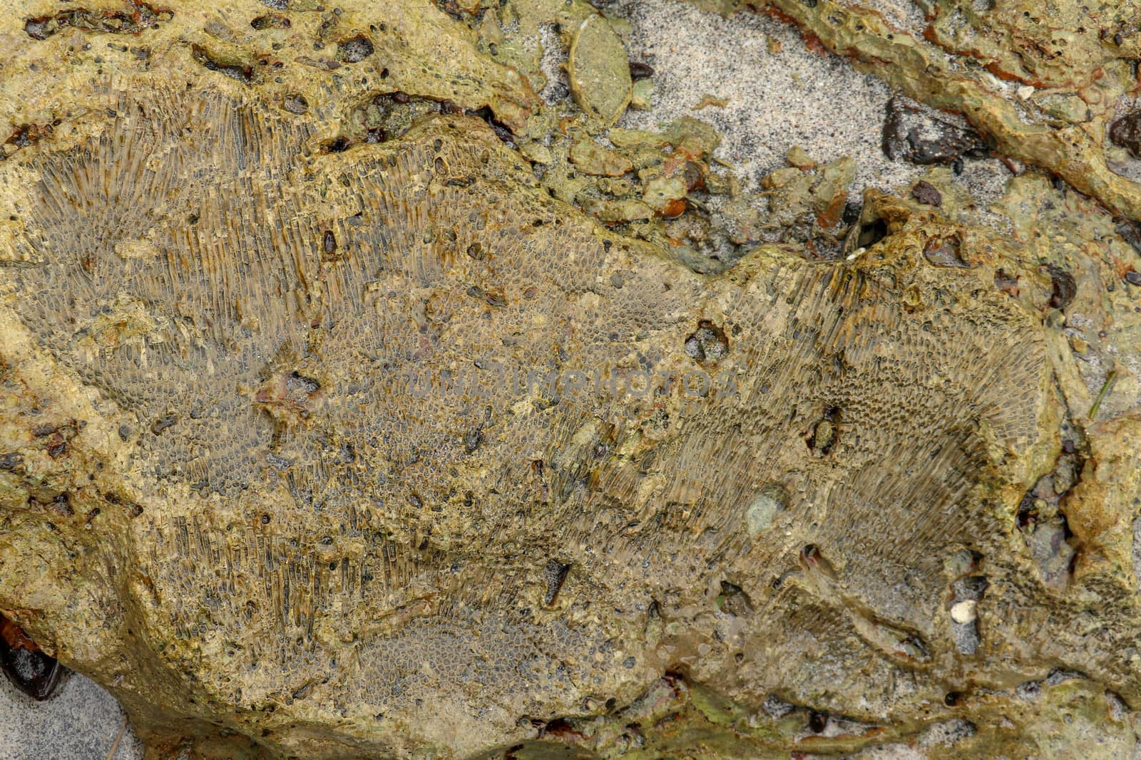 Fossilized sea animal on coast of Indian Ocean, Bali, Indonesia. Structure of sea coral fossil of yellow black color. Water in small recesses of coral. Sun's rays are reflected from the water surface.