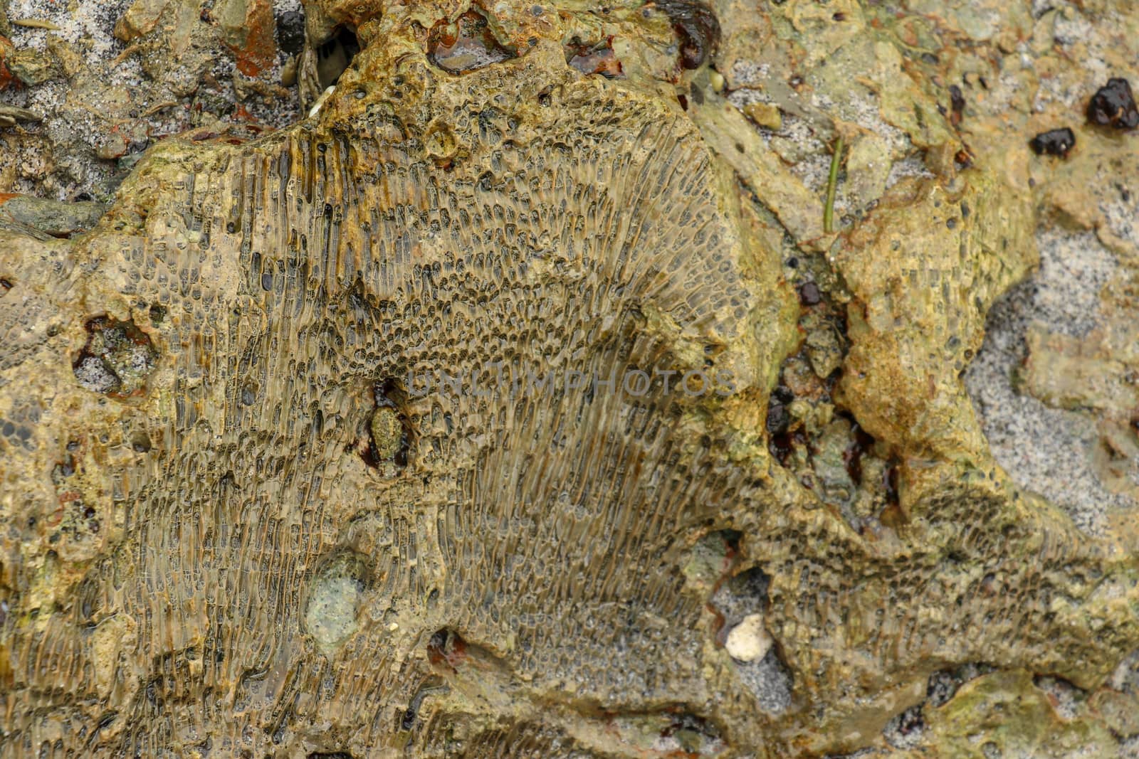 Fossilized sea animal on coast of Indian Ocean, Bali, Indonesia. Structure of sea coral fossil of yellow black color. Water in small recesses of coral. Sun's rays are reflected from the water surface.