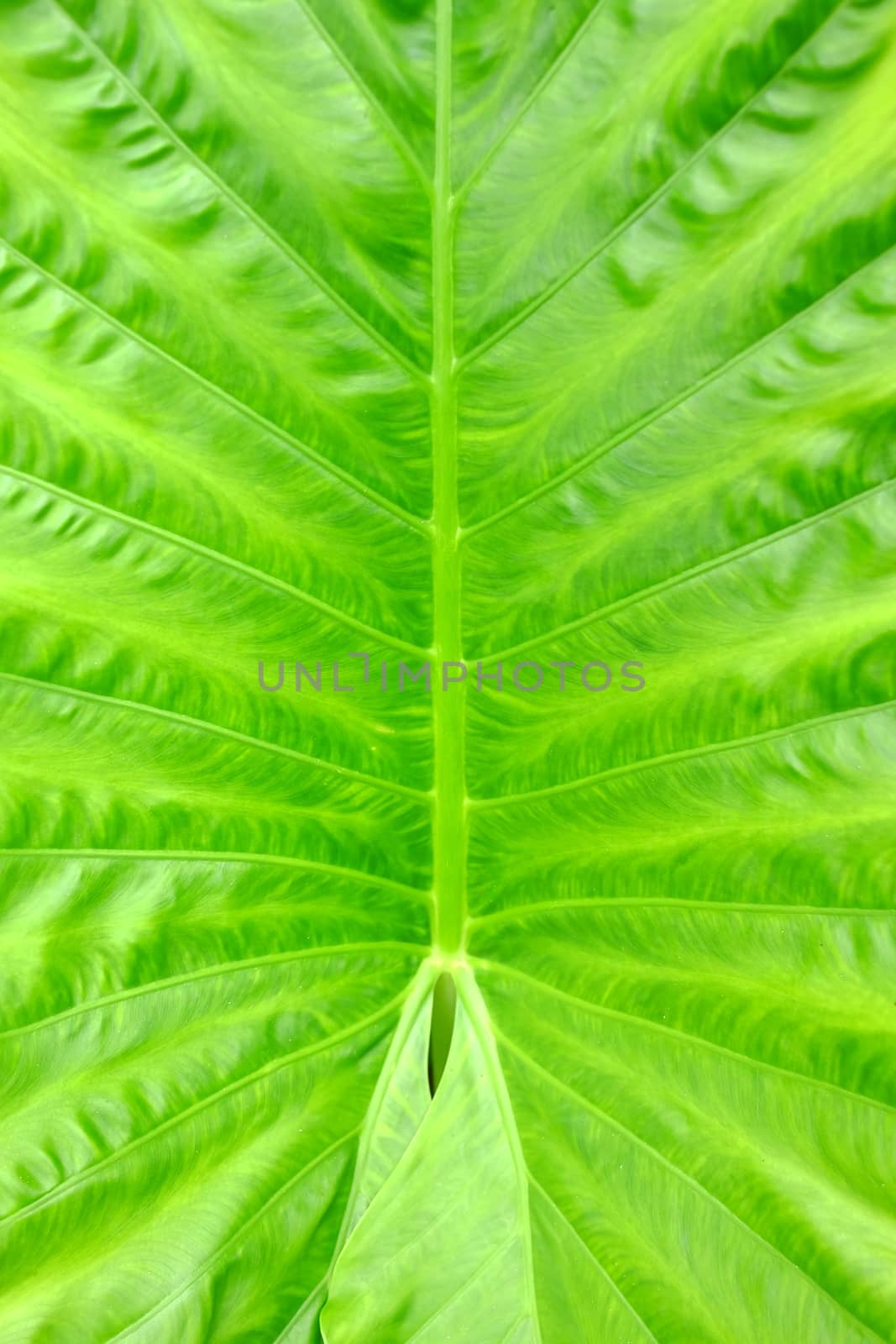 Green Caladium Leaf Background. by mesamong
