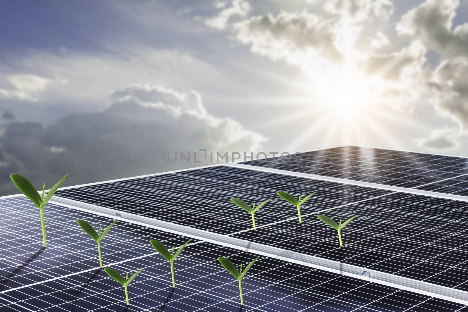 Solar panels or Solar cell in with orange sky and green plant. A by kirisa99