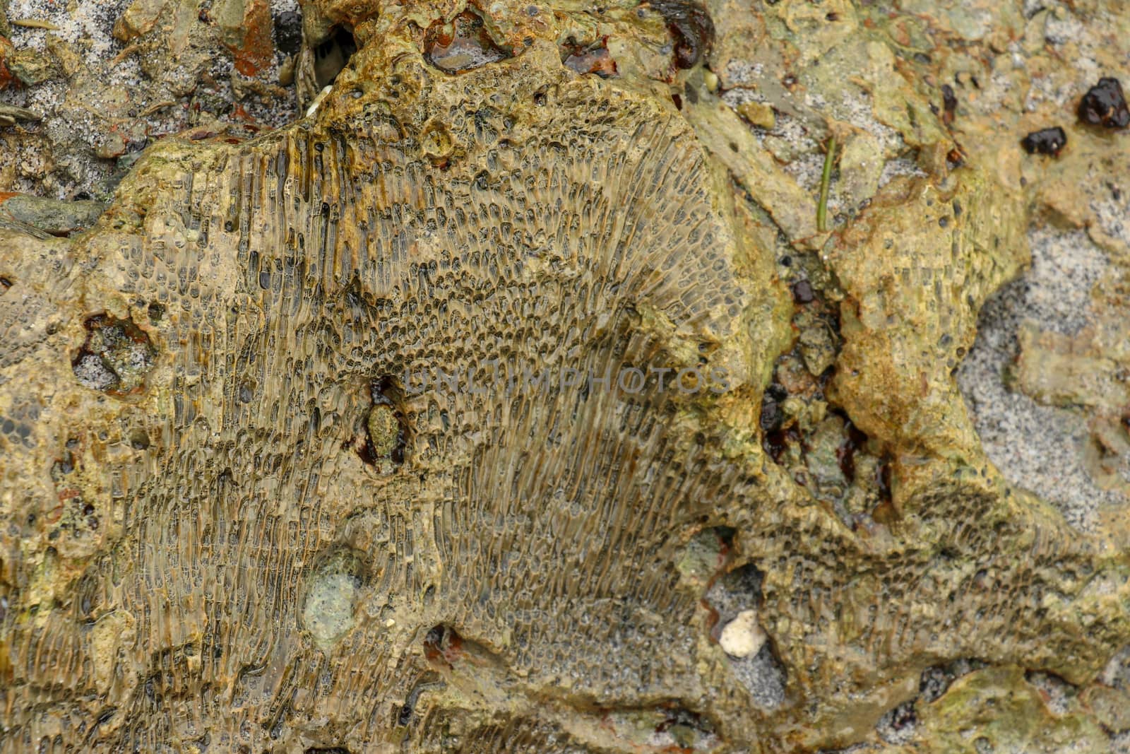 Fossilized sea animal on coast of Indian Ocean, Bali, Indonesia. Structure of sea coral fossil of yellow black color. Water in small recesses of coral. Sun's rays are reflected from the water surface.