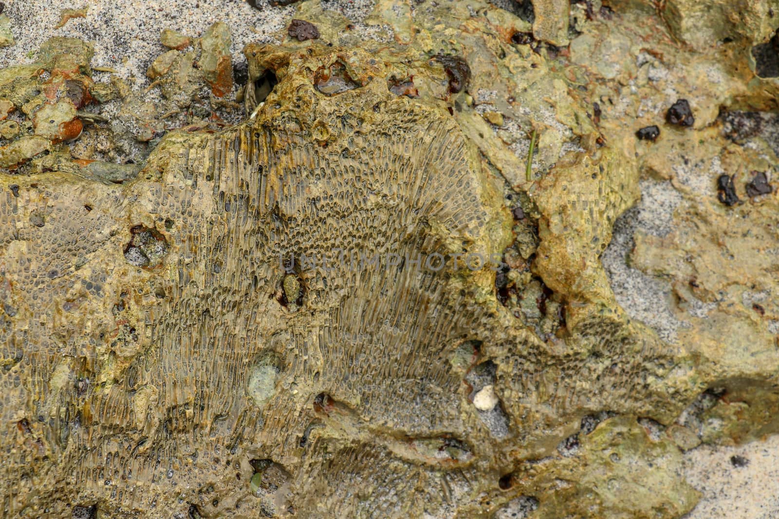 Fossilized sea animal on coast of Indian Ocean, Bali, Indonesia. Structure of sea coral fossil of yellow black color. Water in small recesses of coral. Sun's rays are reflected from the water surface.