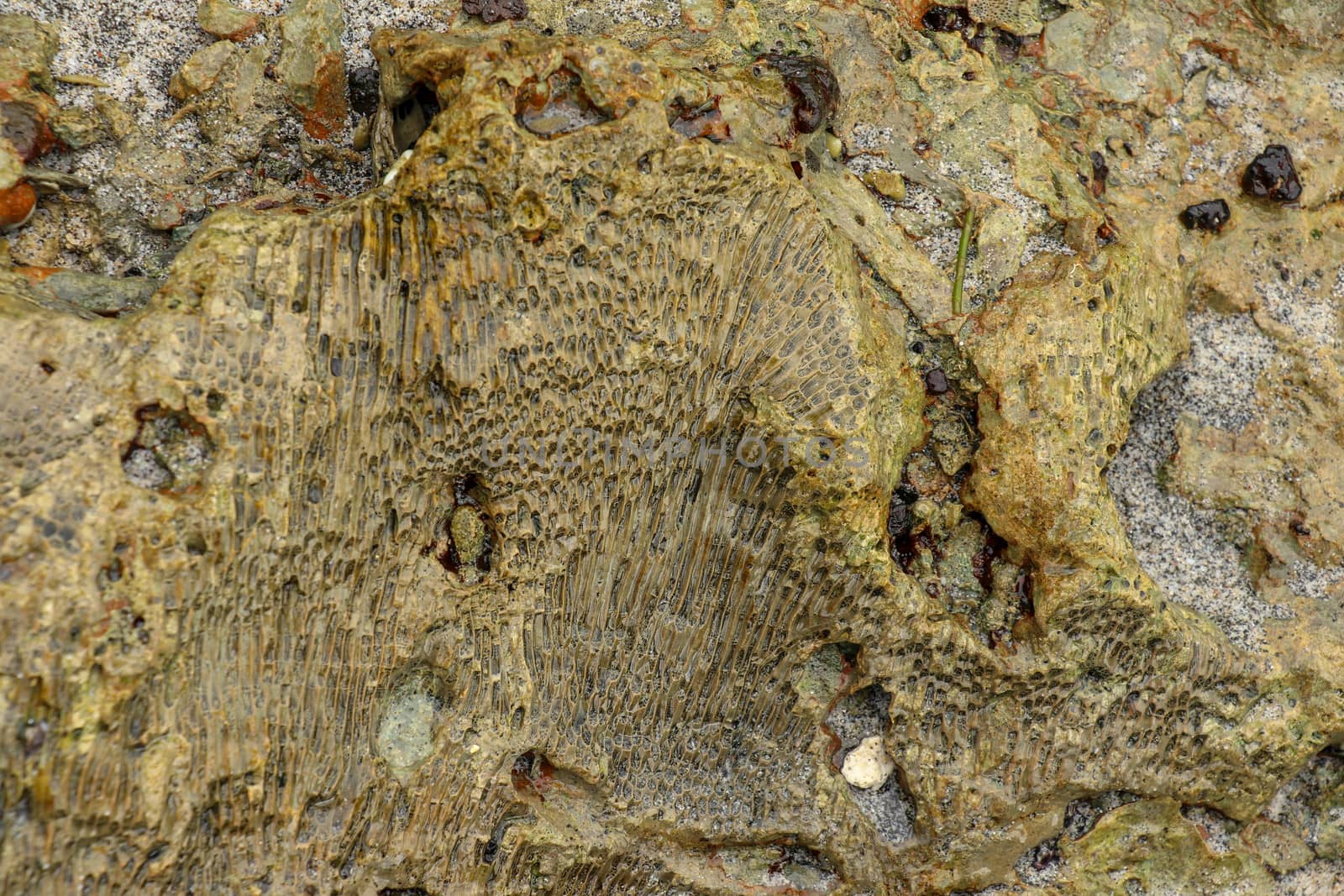 Fossilized sea animal on coast of Indian Ocean, Bali, Indonesia. Structure of sea coral fossil of yellow black color. Water in small recesses of coral. Sun's rays are reflected from the water surface.