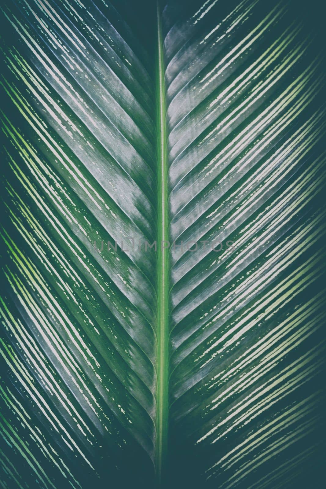 Close-up Green Leaf Background.
