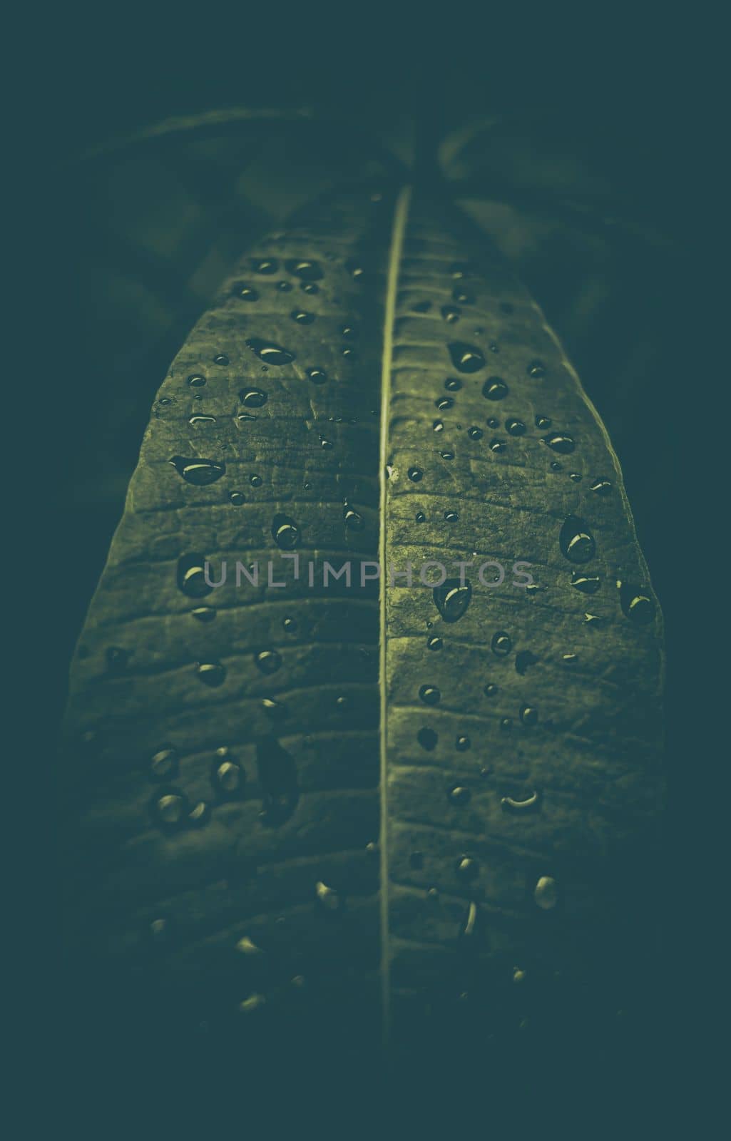 Close-up Raindrop on leaf Background in Dark Contrast with Vintage Style.