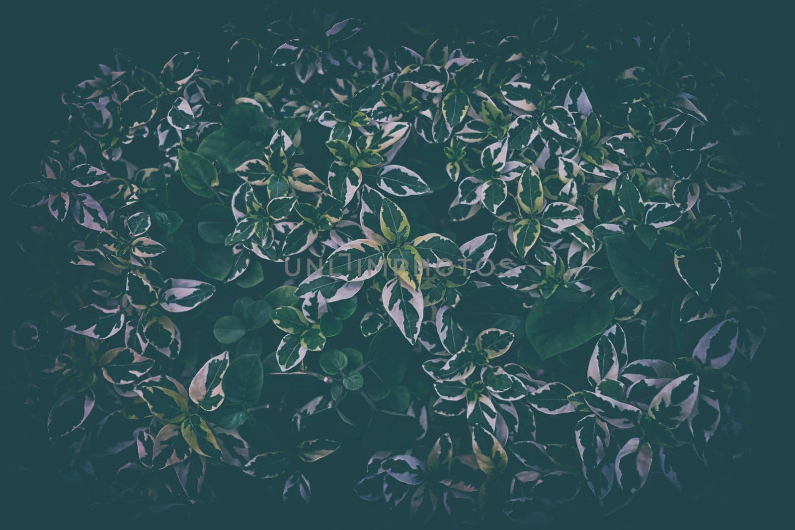 Leaves Background in Dark Contrasts with Vintage Style.