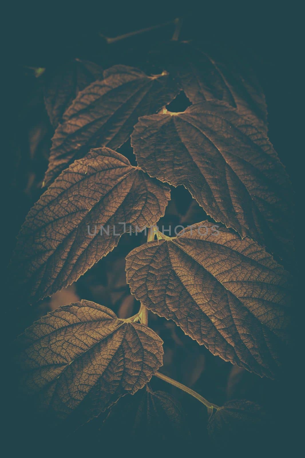 Close-up Leaves Background in Dark Contrast with Vintage Style. by mesamong