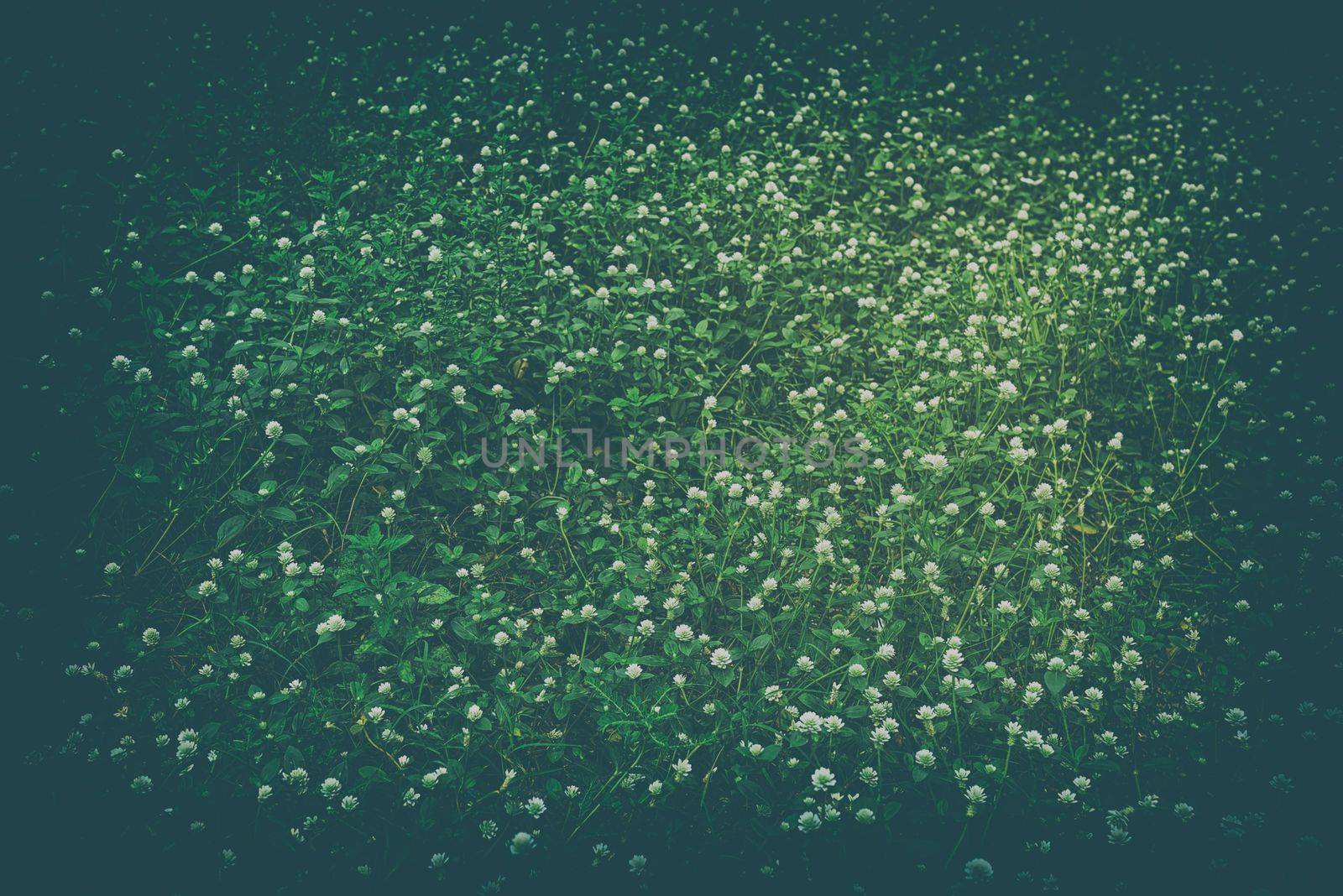 Gomphrena Celosioides  Mart Flowers Background.