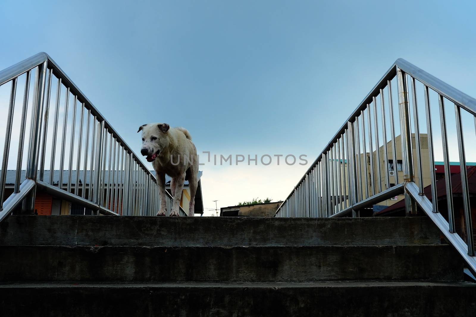 White Dog Standing on Overpass. by mesamong