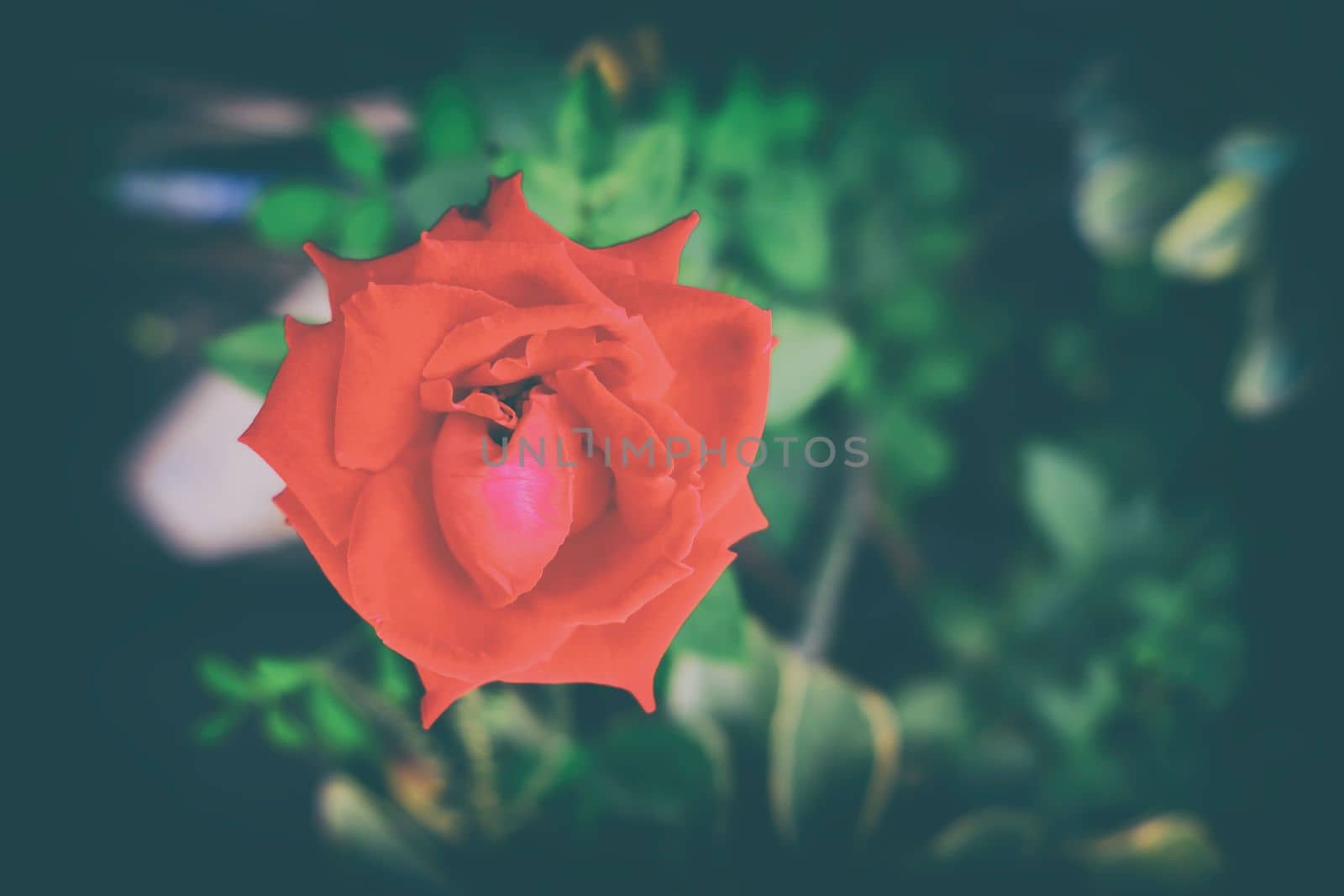 Red Rose Flower in Vintage Style. by mesamong