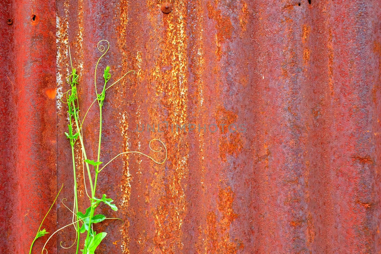 Saplings on Old Zinc Wall Background.