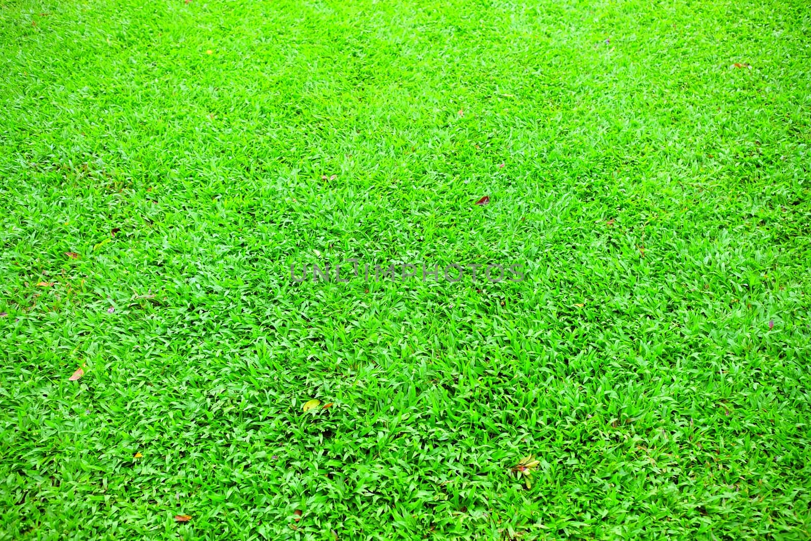 Green Lawn Background. by mesamong