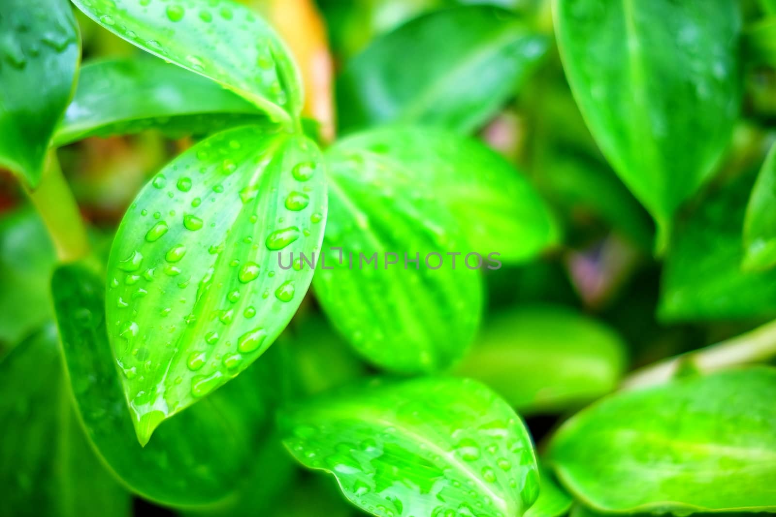 Raindrops on Green Leaves Background. by mesamong